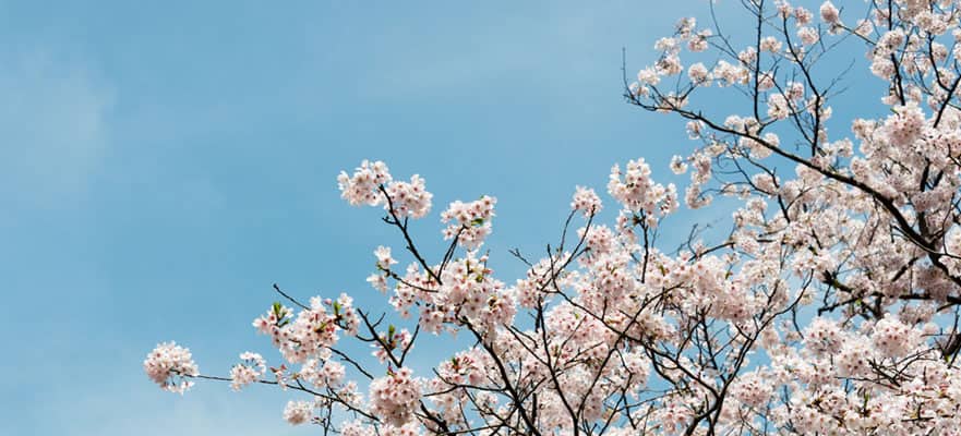 /sites/default/files/TOK_MW_881x400 (2).jpg